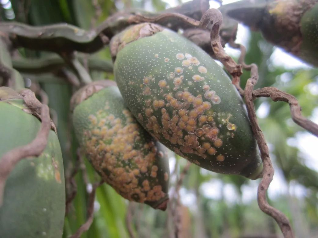 槟榔黄化综合治理方