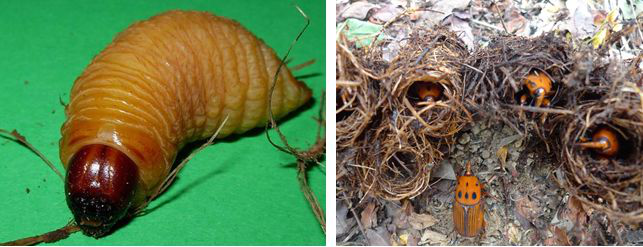 据目前调查,虫害是目前导致槟榔黄化是主要原因,地埋噻虫嗪,对叶甲等