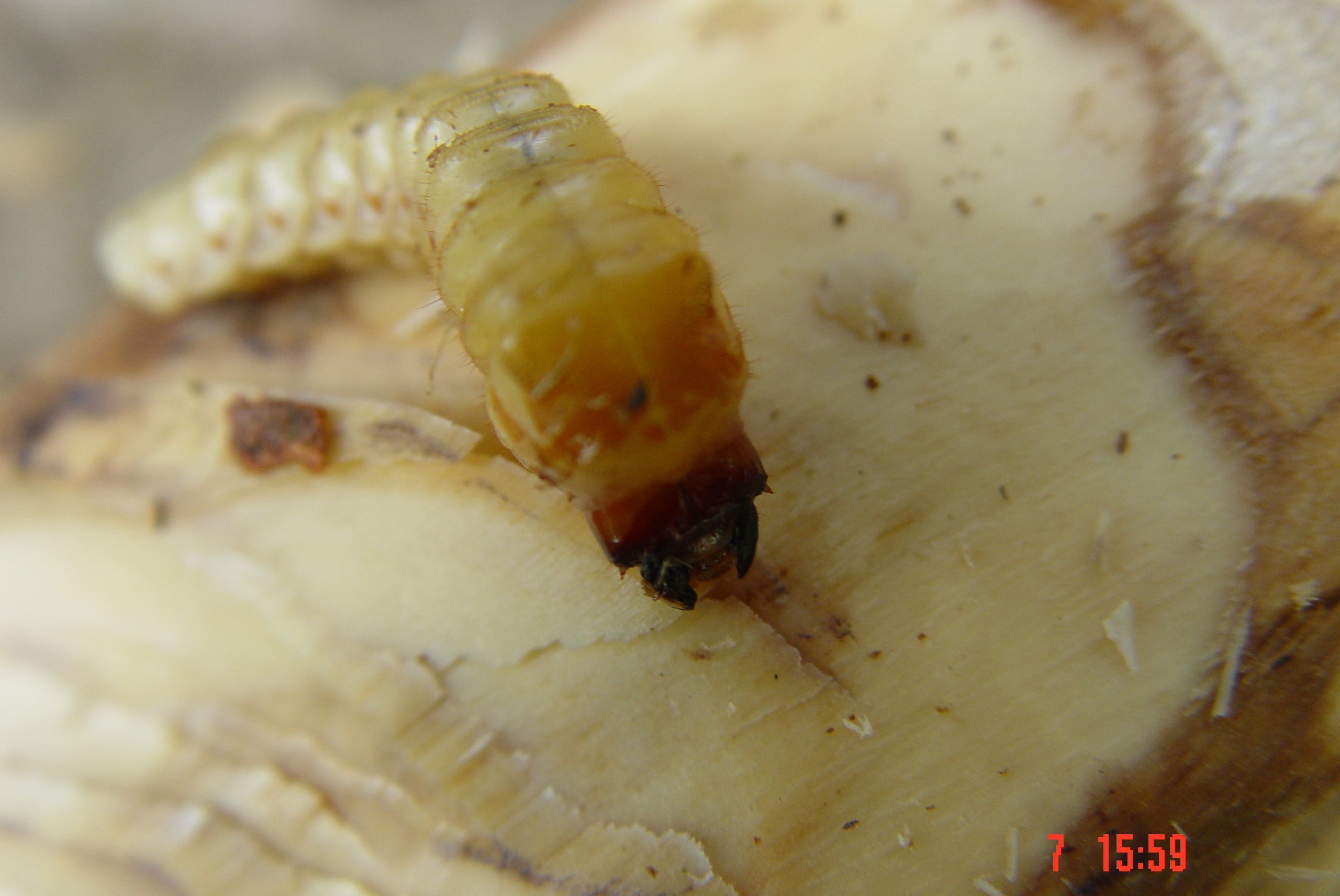 尤加利病虫害手册